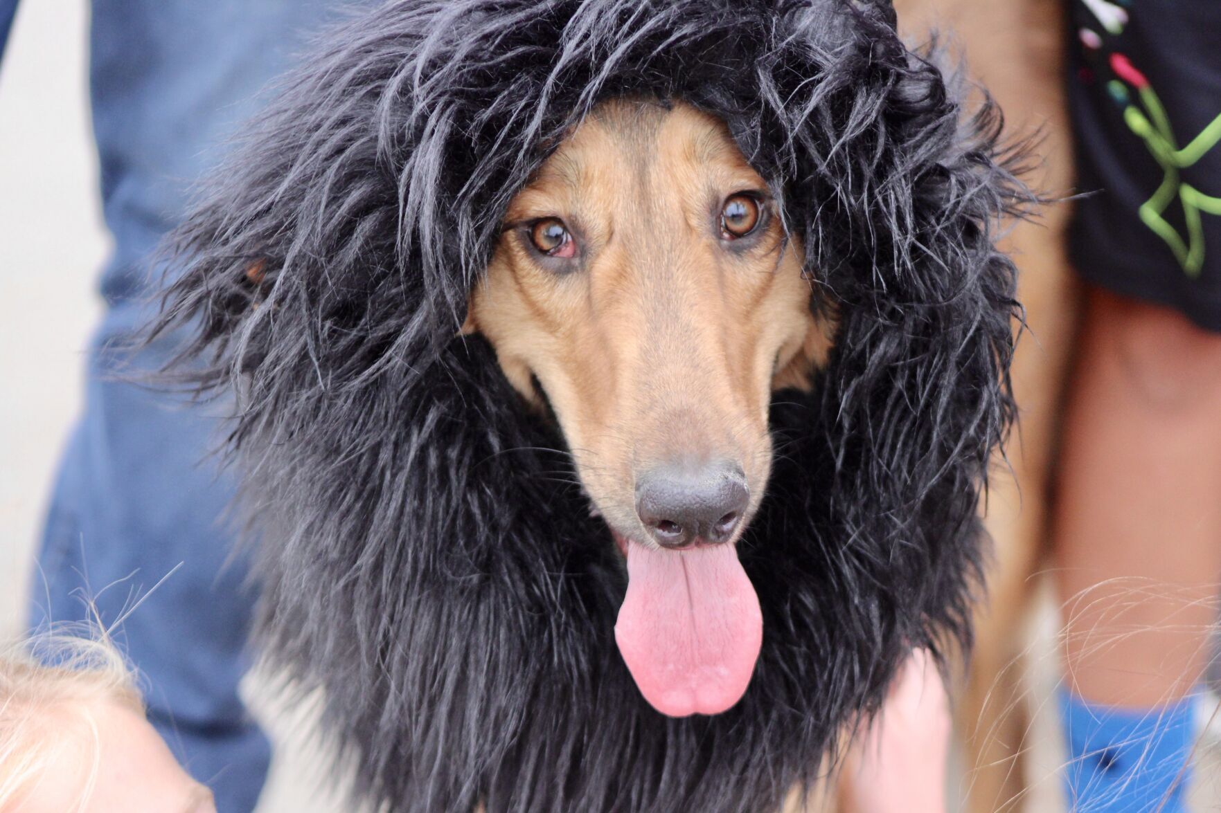 Dog or lion?